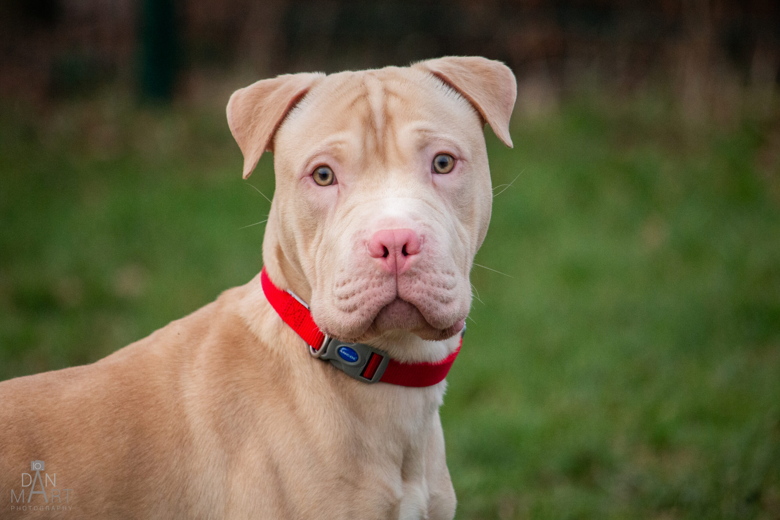 Casper, a 9 months old male Shar Pei available for adoption from Ashbourne Animal Welfare in Derbyshire