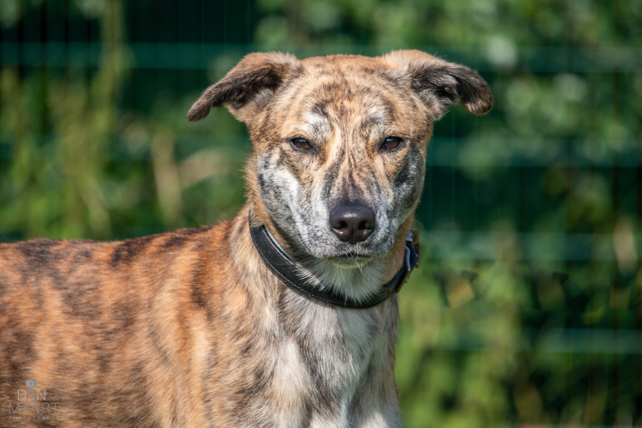 Bill, a 3 years old male Greyhound x Akita available for adoption from Ashbourne Animal Welfare in Derbyshire