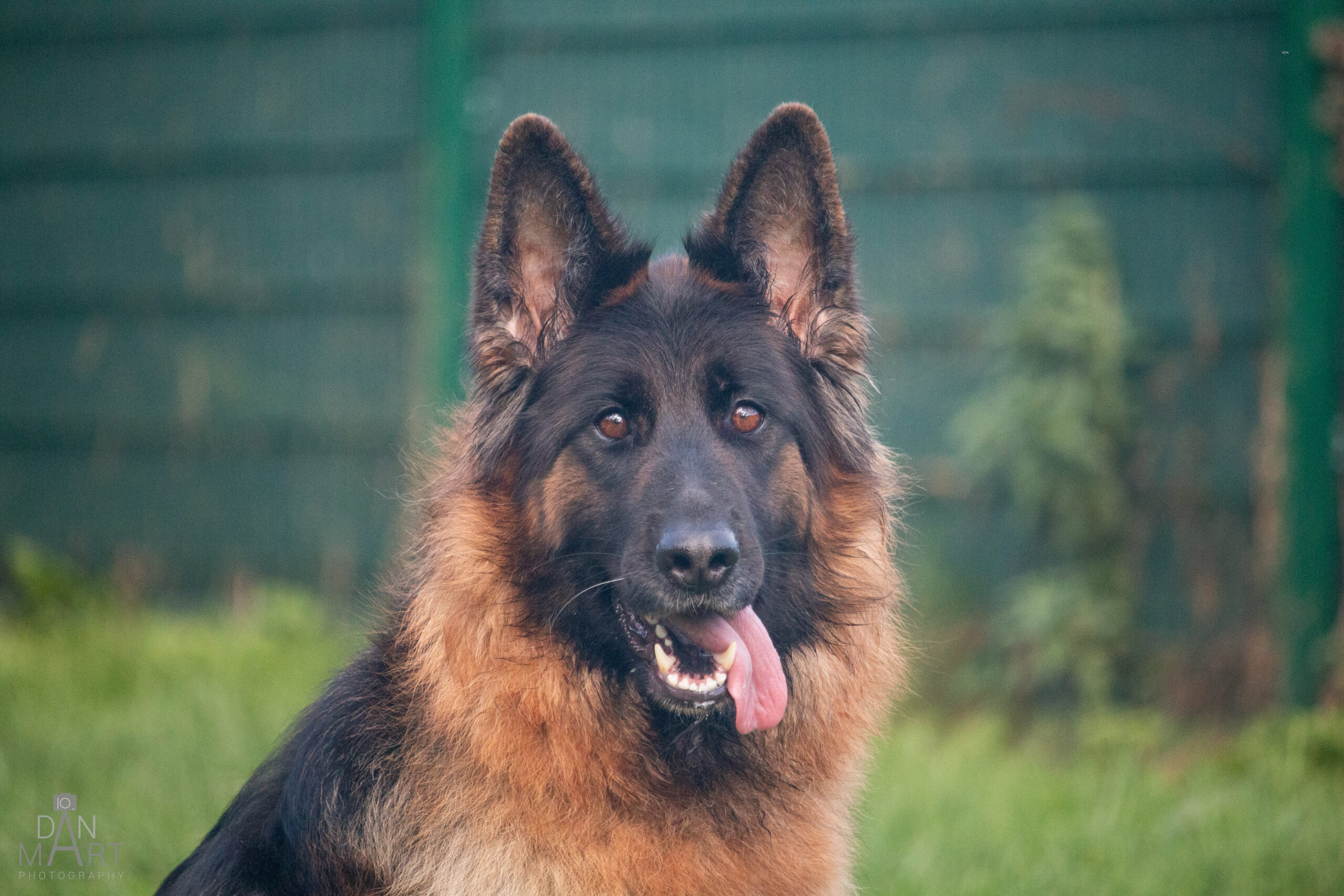 River, a 6 years old female German Shepherd available for adoption from Ashbourne Animal Welfare in Derbyshire