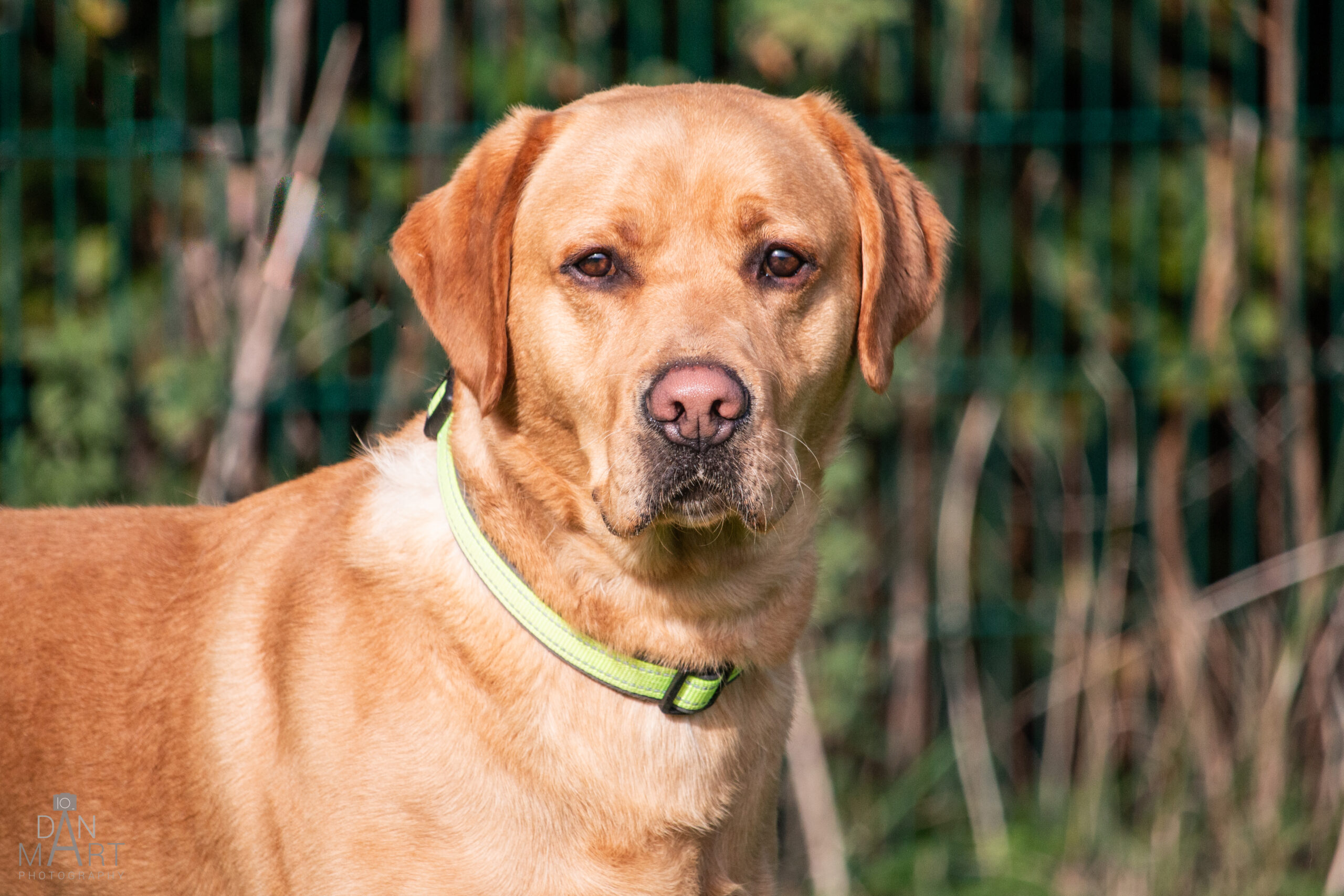 Trev, a 4 years old male Labrador available for adoption from Ashbourne Animal Welfare in Derbyshire