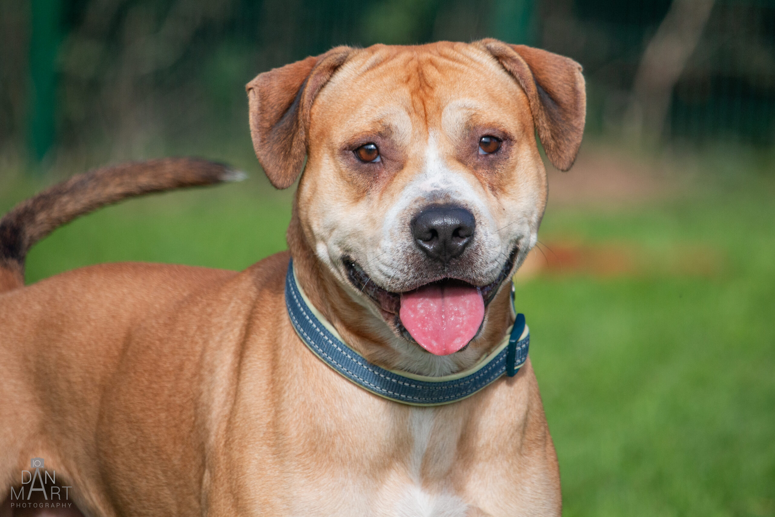 Jenson, a 2 years old male Staffordshire Bull Terrier X available for adoption from Ashbourne Animal Welfare in Derbyshire