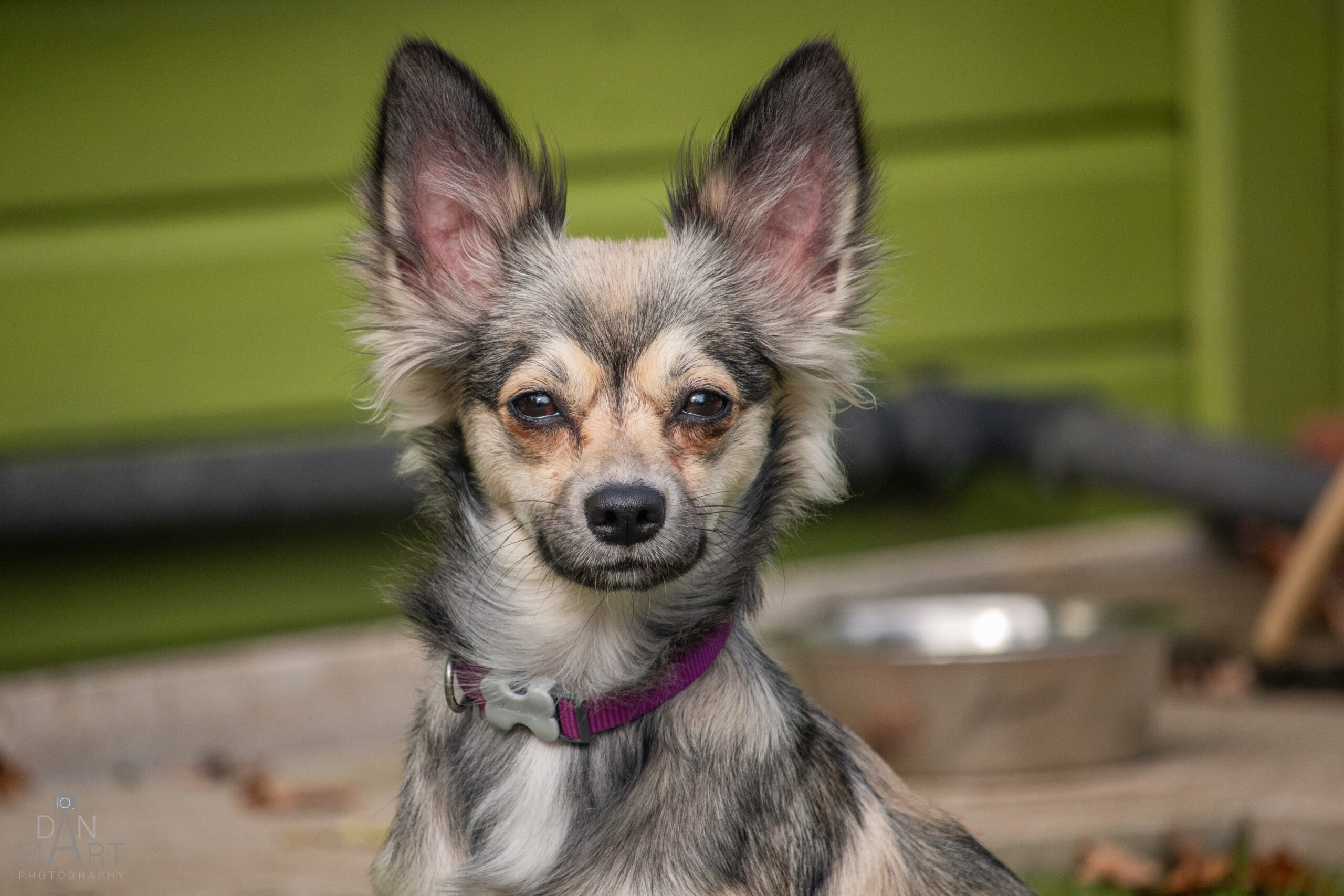 Maya, a 1 year old female Chihuahua X Pomeranian available for adoption from Ashbourne Animal Welfare in Derbyshire
